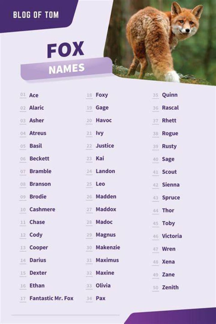 807+ Fox Names (BEST, Cute & Cool Ideas For 2023!)