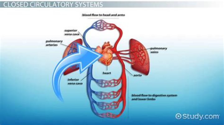 Assertion Closed circulatory system is less efficient than an open