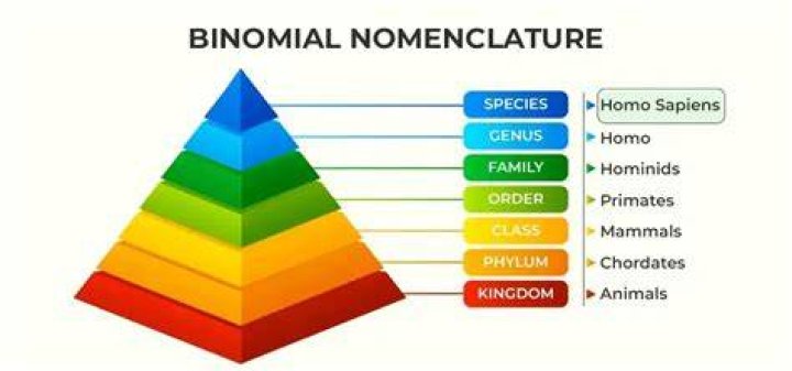 Binomial Nomenclature Rules of Binomial Nomenclature