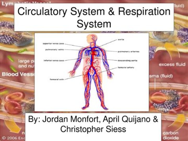 Circulatory System & Respiration System By Jordan Monfort, April