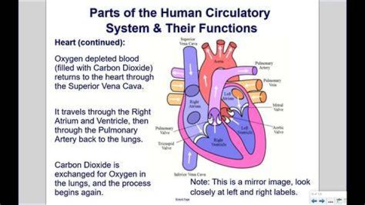 Circulatory System Function, Parts, Role SchoolWorkHelper