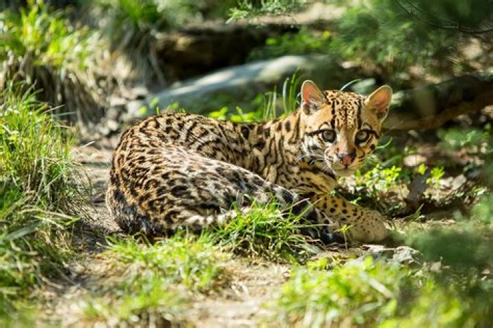 Explore Alexander O'Neal's Children: Discover Their Lives And Careers