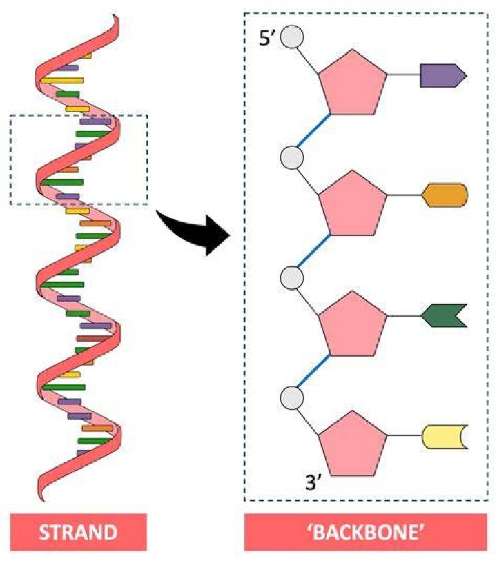 In the DNA backbone, which bonds exactly are considered ester bonds