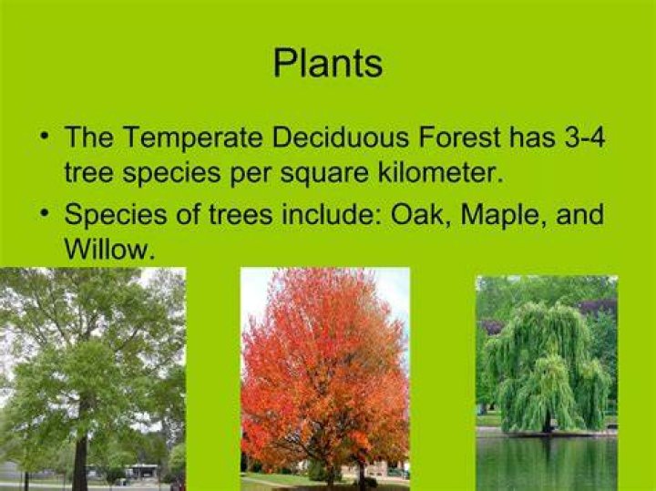 Temperate Deciduous Forest by Damian Brown