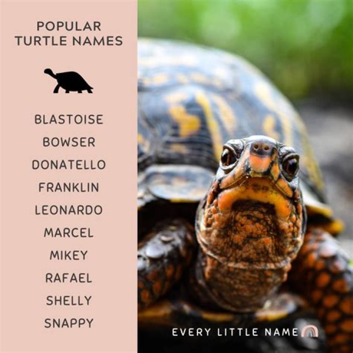 Unveiling Unique And Meaningful Rocky Turtle Names: A Journey Of Discovery